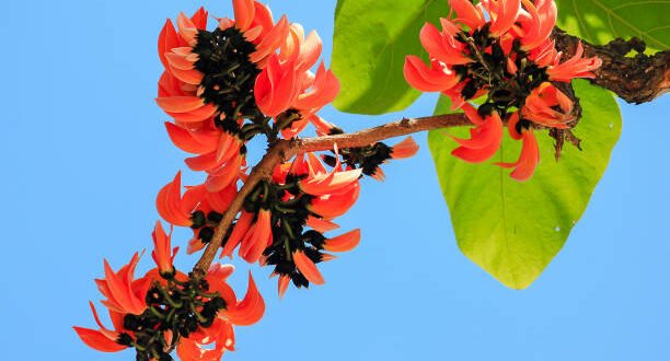 পলাশ ফুল নিয়ে ক্যাপশন, উক্তি, স্ট্যাটাস, ছন্দ ও কবিতা